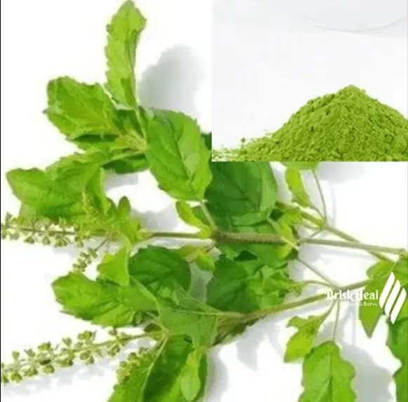 VediCana Tulsi Powder Thumbnail 2