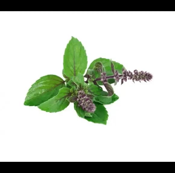 VediCana Tulsi Powder Thumbnail 3